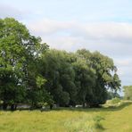 an der Oste auf dem Deich ... 