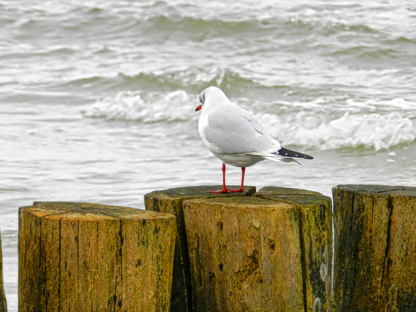 An der Ostsee