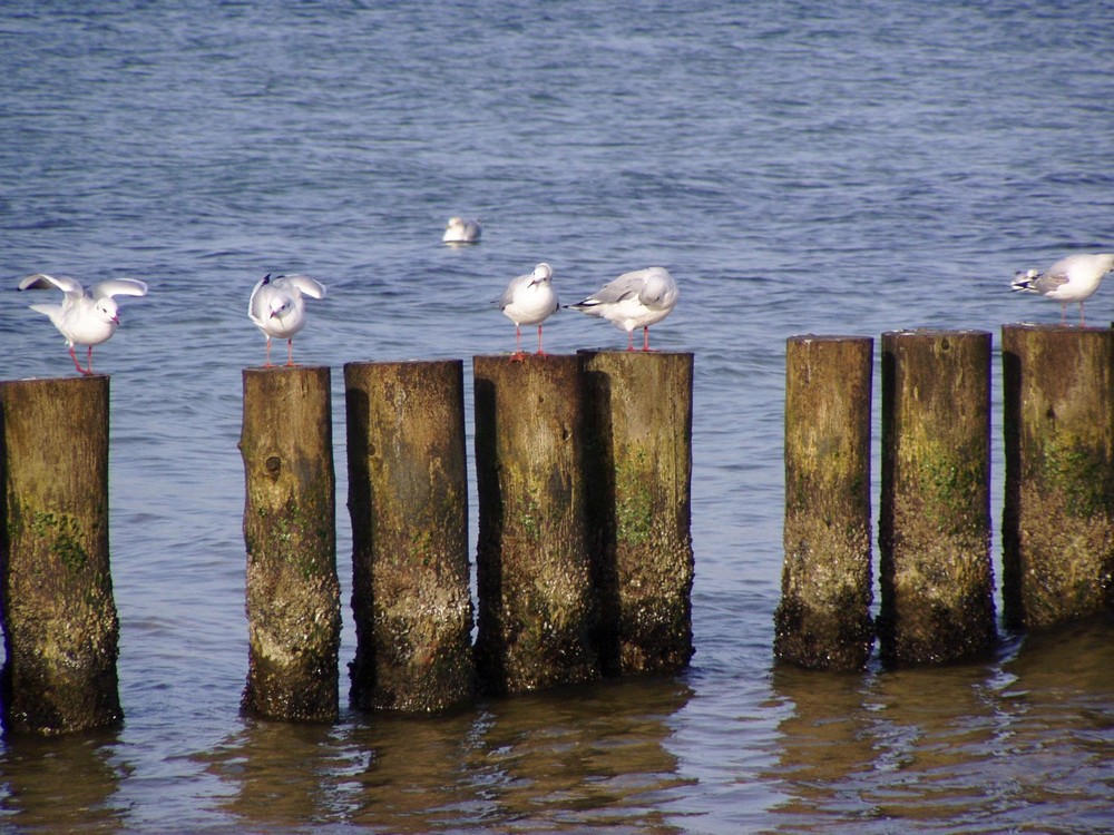 an der Ostsee