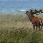 An der Ostsee . . .