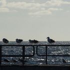 an der Ostsee