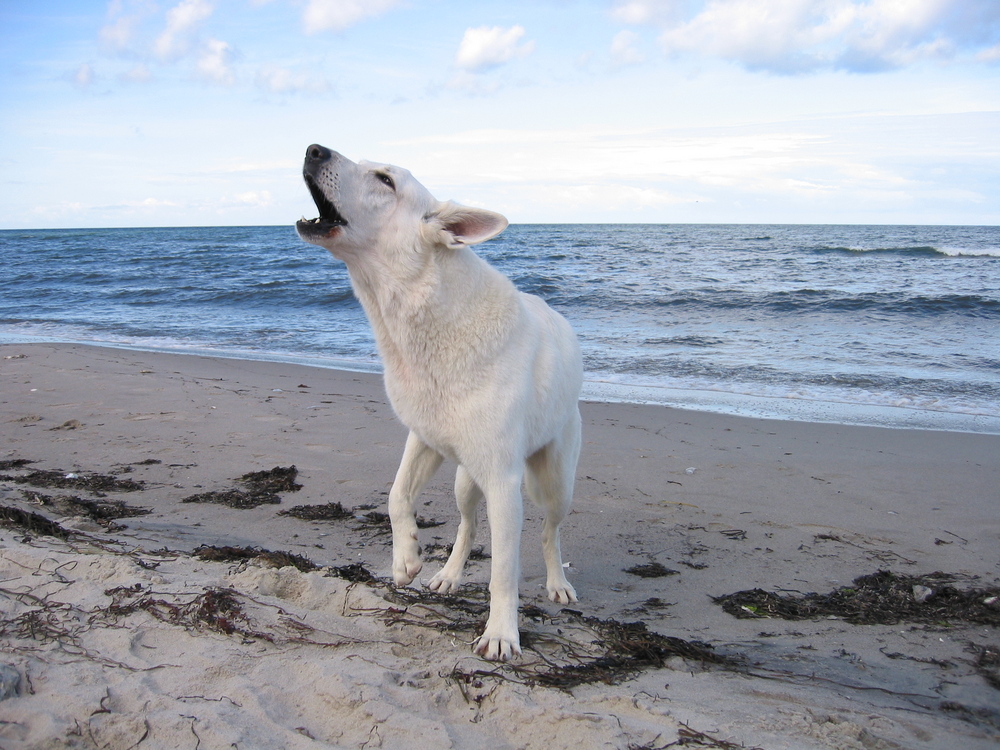 an der Ostsee