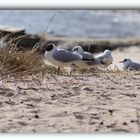 An der Ostsee im März