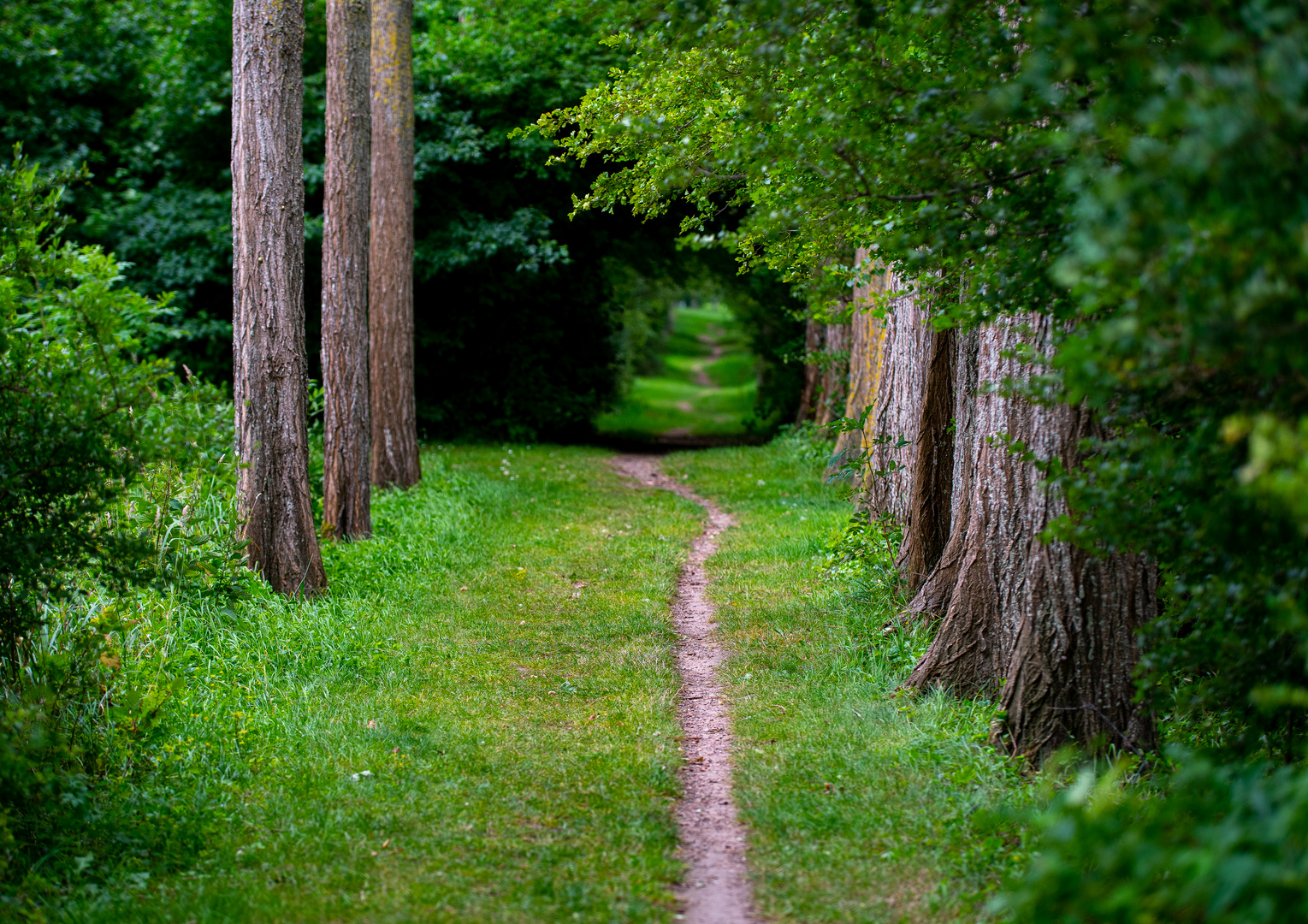 An der Ostsee - Pfad durch die Boddenlandschaft