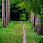 An der Ostsee - Pfad durch die Boddenlandschaft