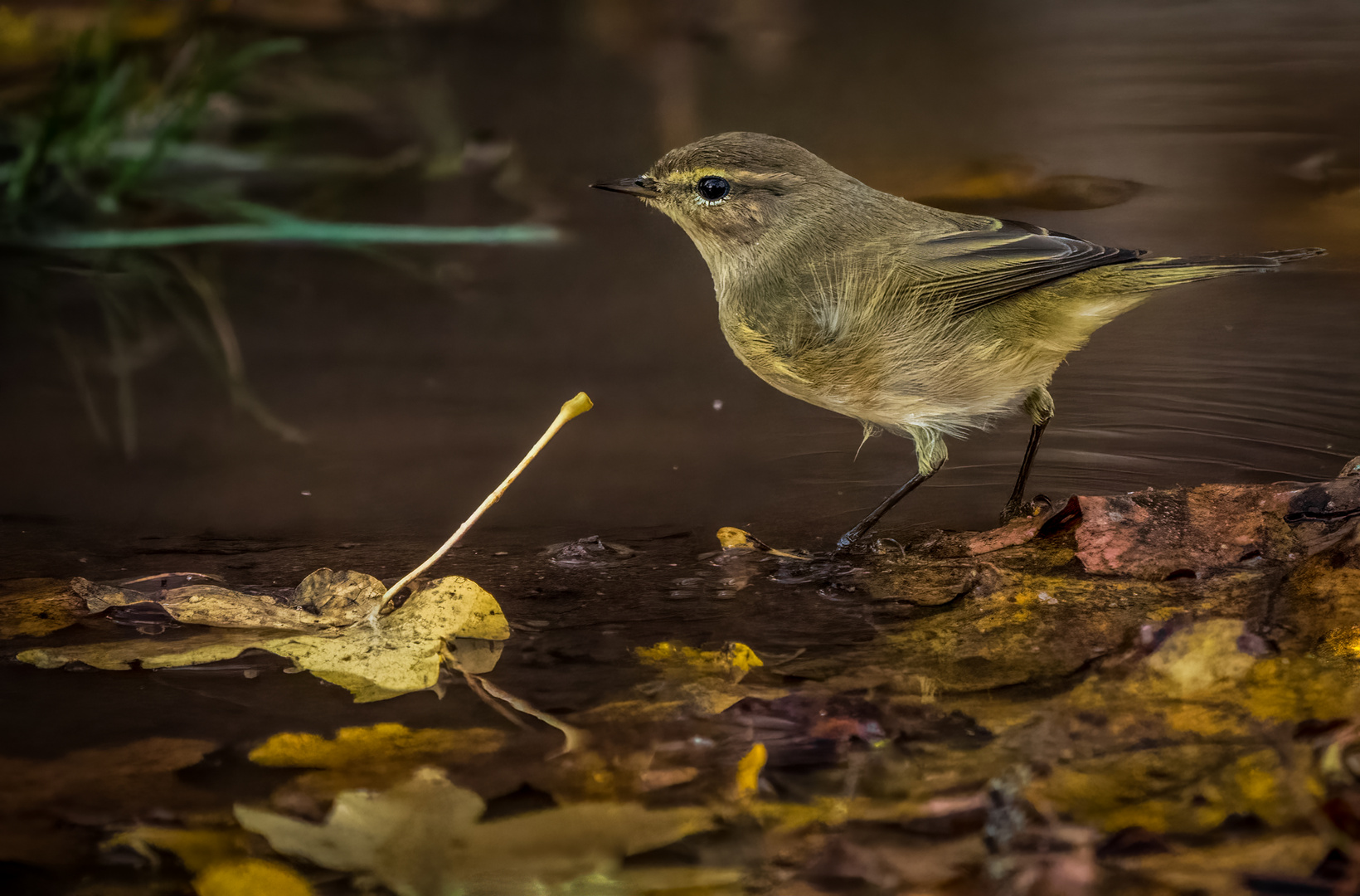 "AN DER PFÜTZE" (ISO 6400)