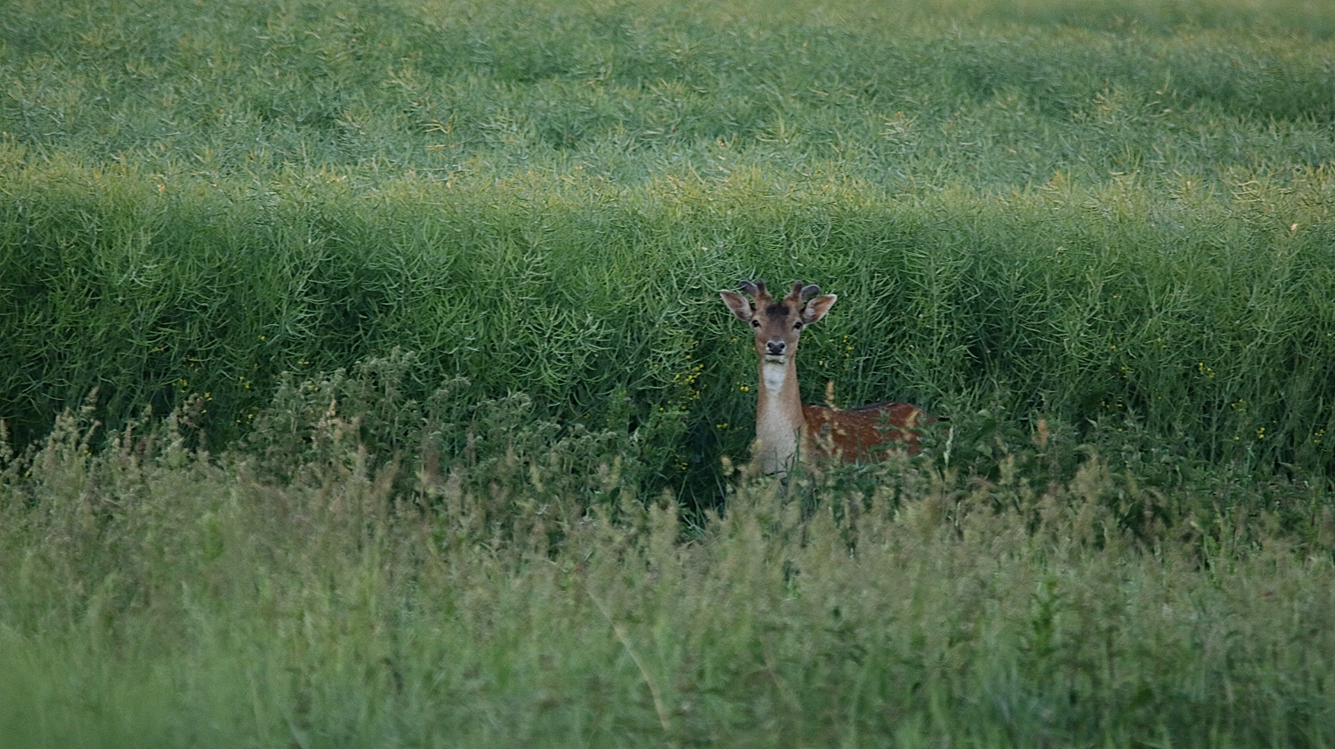 An der Rapskante 1. 