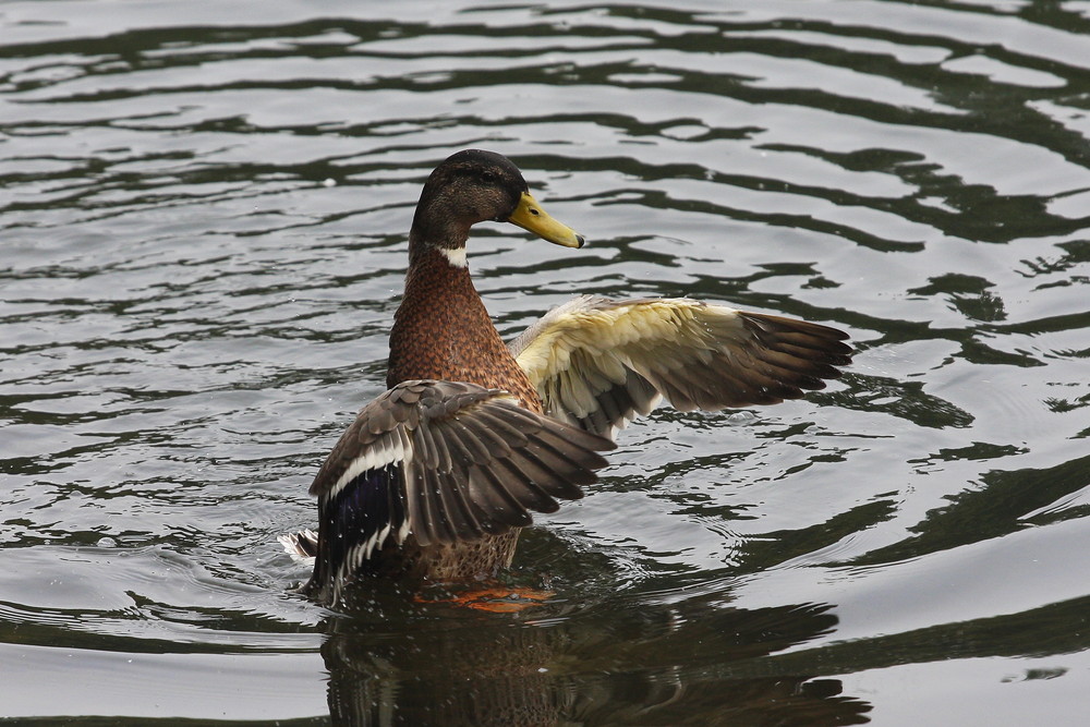 An der Ruhr