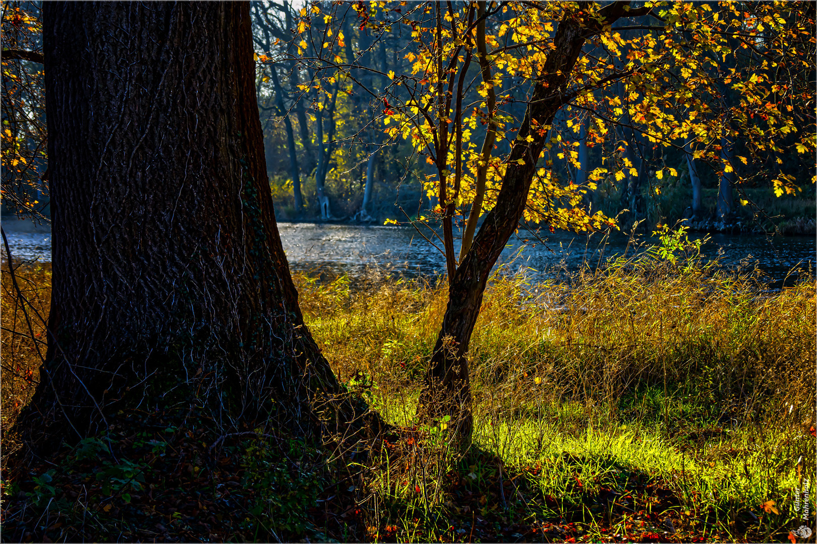 An der Saale bei Calbe