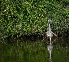 an der Saale hellem Strande