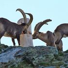 An der Salzlecke sind die alten Böcke zuerst dran