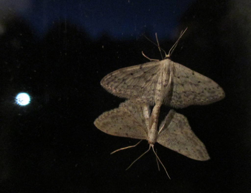  An der Scheibe  Idaea biselata- Breitgesäumter Zwergspanner 