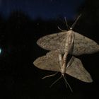  An der Scheibe  Idaea biselata- Breitgesäumter Zwergspanner 