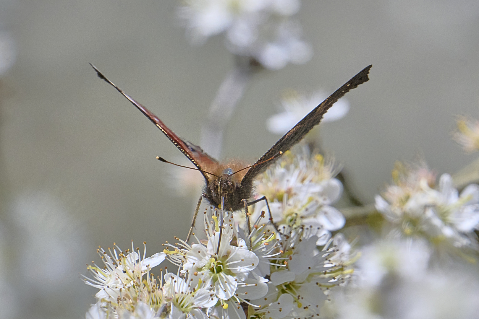 An der Schlehenblüte