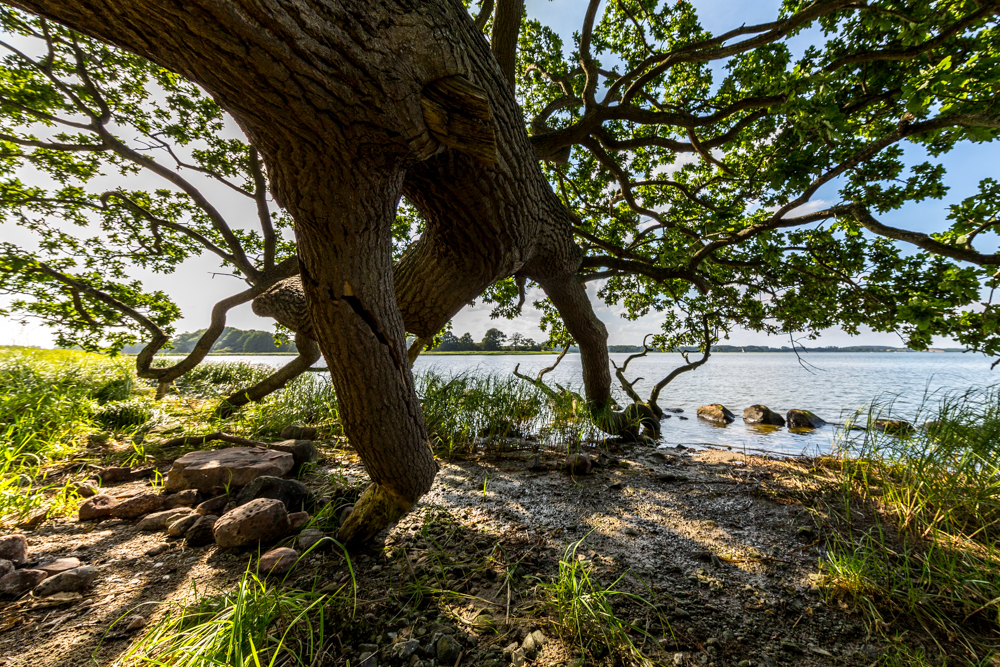 An der Schlei I