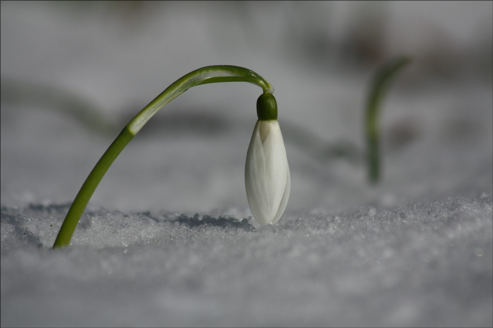 an der Schneegrenze