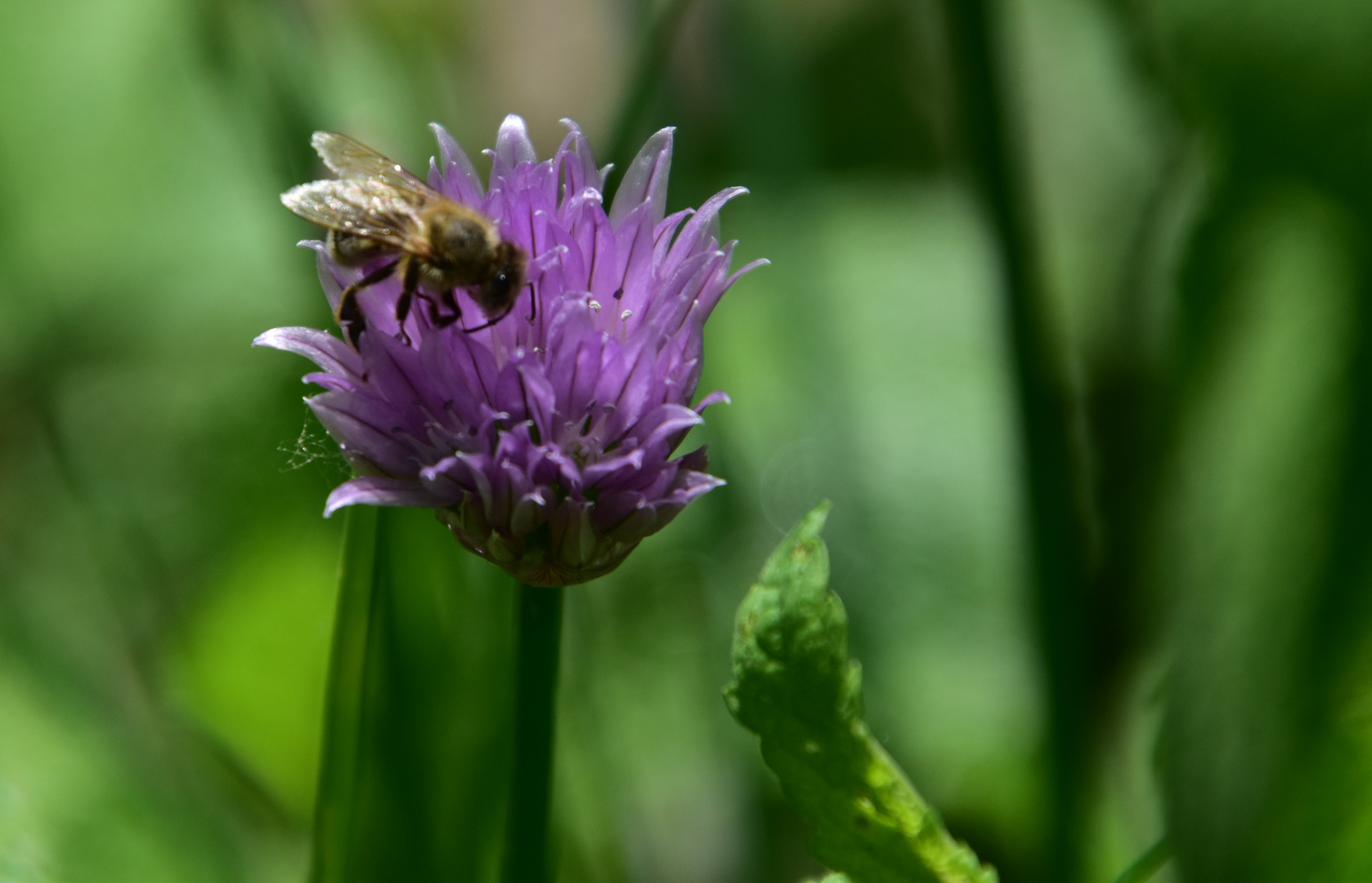 An der Schnittlauchblüte .......