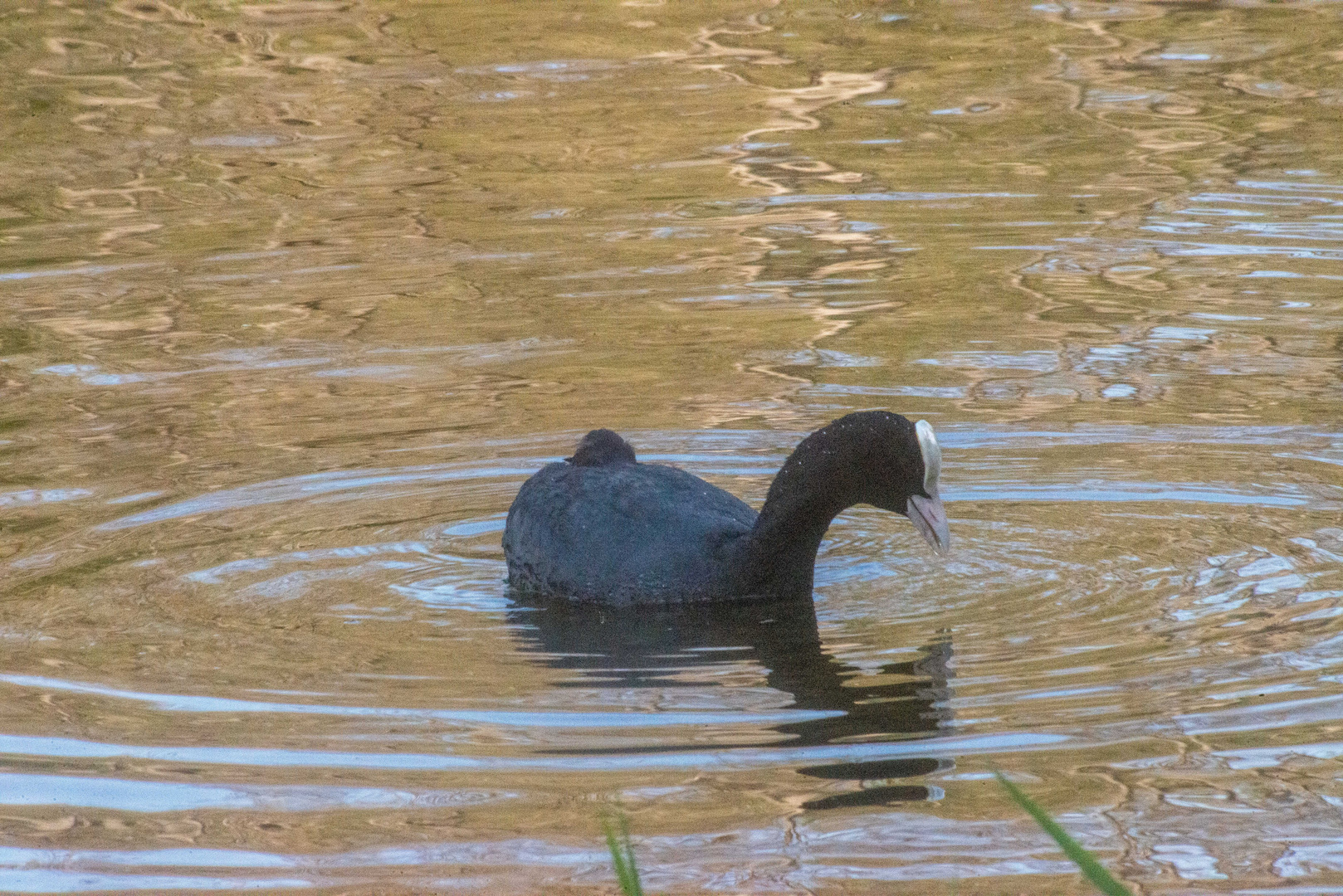 an der schönen blauen Donau