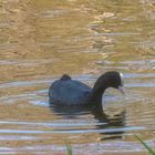 an der schönen blauen Donau