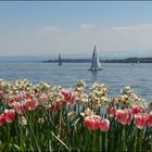 an der schönen Seepromenade in Überlingen