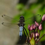 an der Schwanenblume