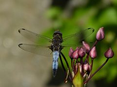 an der Schwanenblume