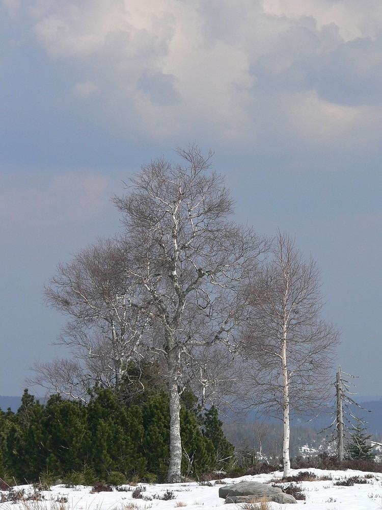 an der Schwarzwaldhochstraße