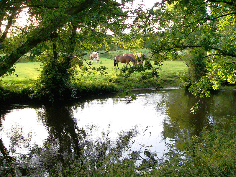 An der Seeve grasen Pferde ,guckten kurz hoch und ....