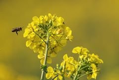 an der senfblüte gerochen....