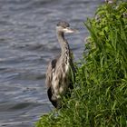 An der Serpentine im Londoner Hyde Park