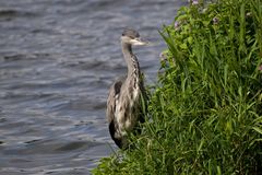 An der Serpentine im Londoner Hyde Park