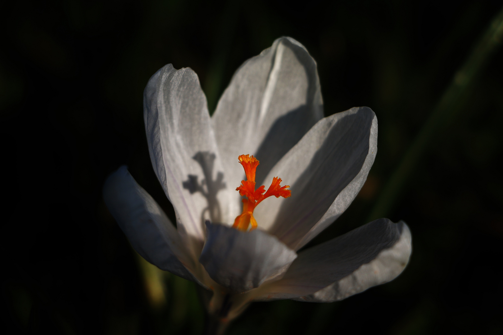 An der Sonne kann man auch den Schatten geniessen