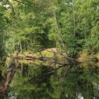 An der Spree bei Halbendorf