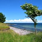 An der Steilküste im Südosten von Fehmarn (2)