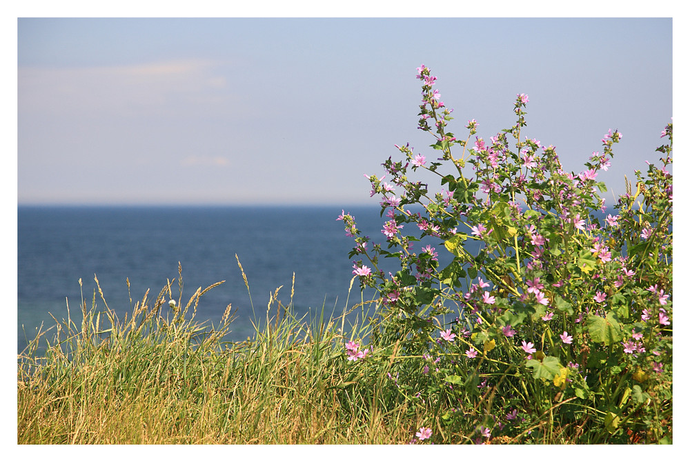 An der Steilküste von Fehmarn im Sommer 2009