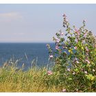 An der Steilküste von Fehmarn im Sommer 2009