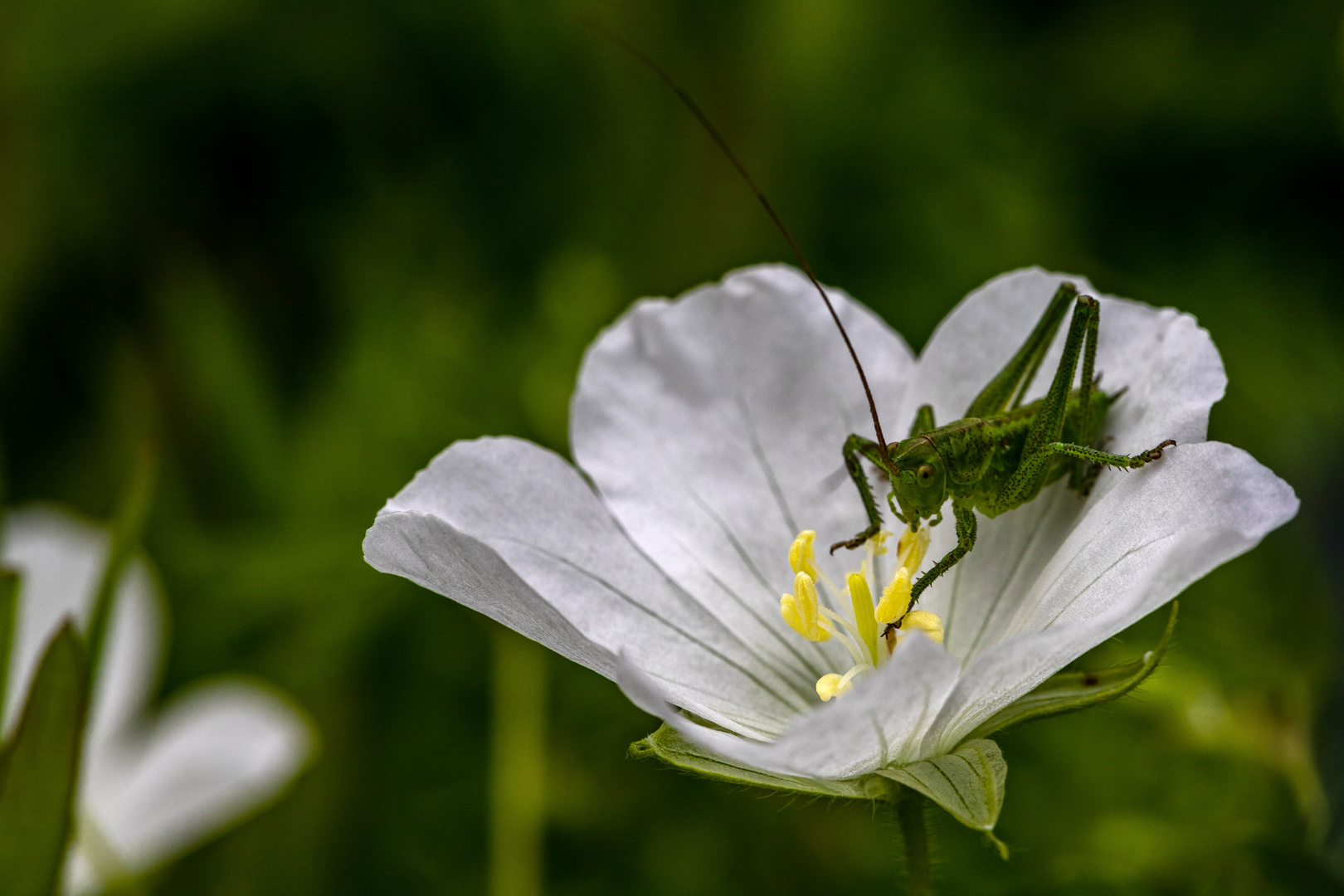 An der Storchschnabelblüte