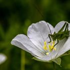 An der Storchschnabelblüte