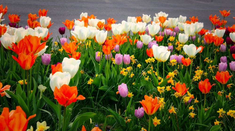 An der Straße blühen die Tulpen