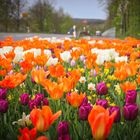 An der Straße blühen die Tulpen