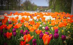 An der Straße blühen die Tulpen