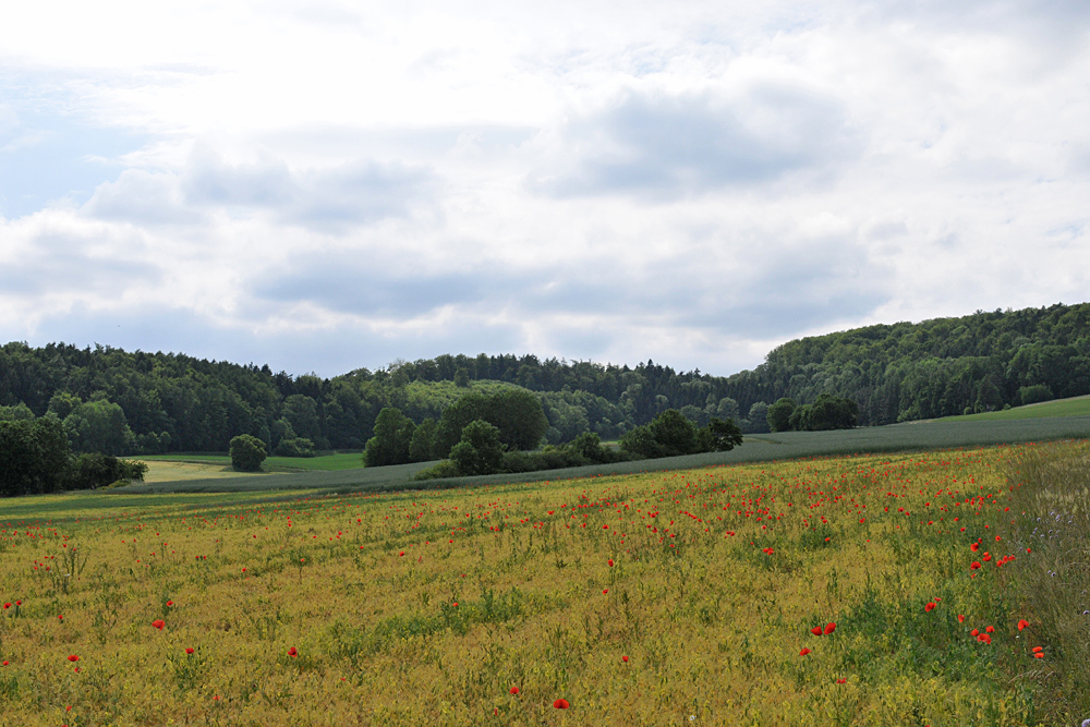 An der Straße nach Urspringen: Kleine Paradiese 02