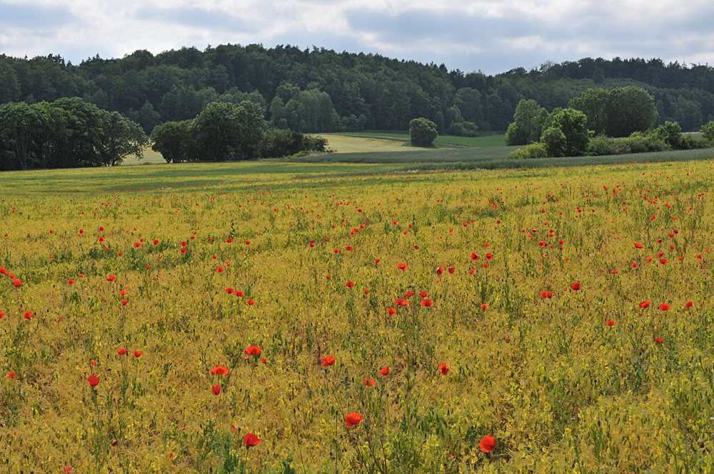 An der Straße nach Urspringen: Kleine Paradiese 03