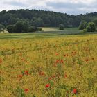 An der Straße nach Urspringen: Kleine Paradiese 03