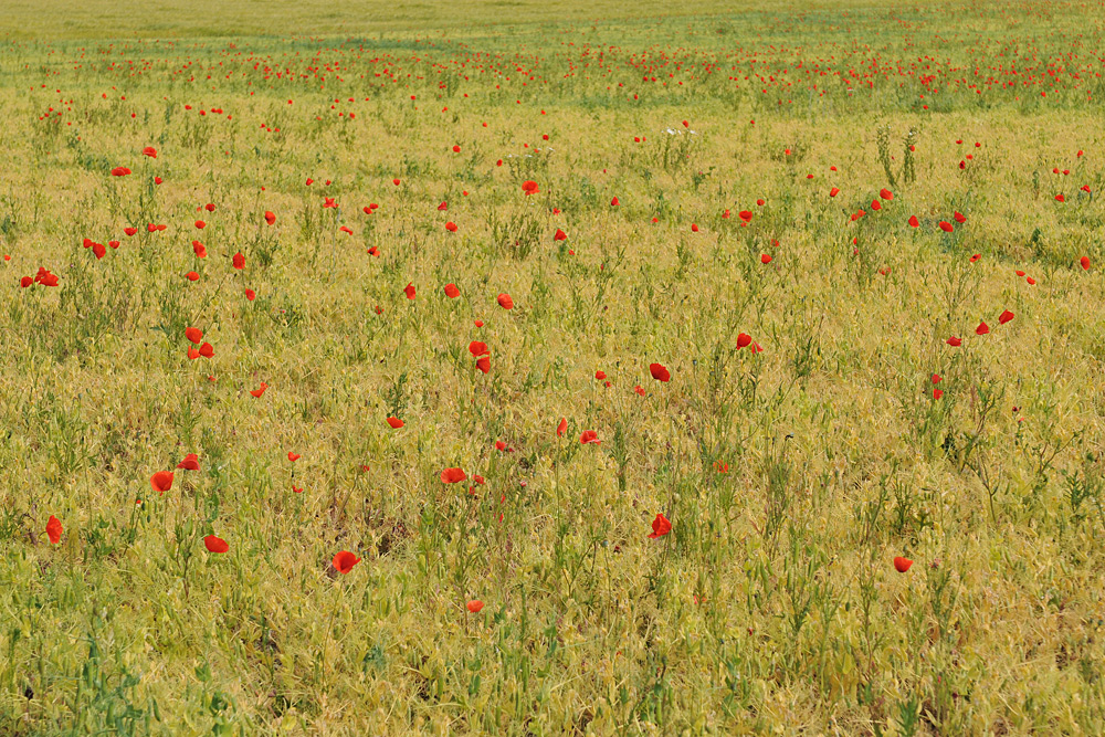 An der Straße nach Urspringen: Kleine Paradiese 04