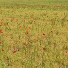 An der Straße nach Urspringen: Kleine Paradiese 04