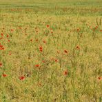 An der Straße nach Urspringen: Kleine Paradiese 04