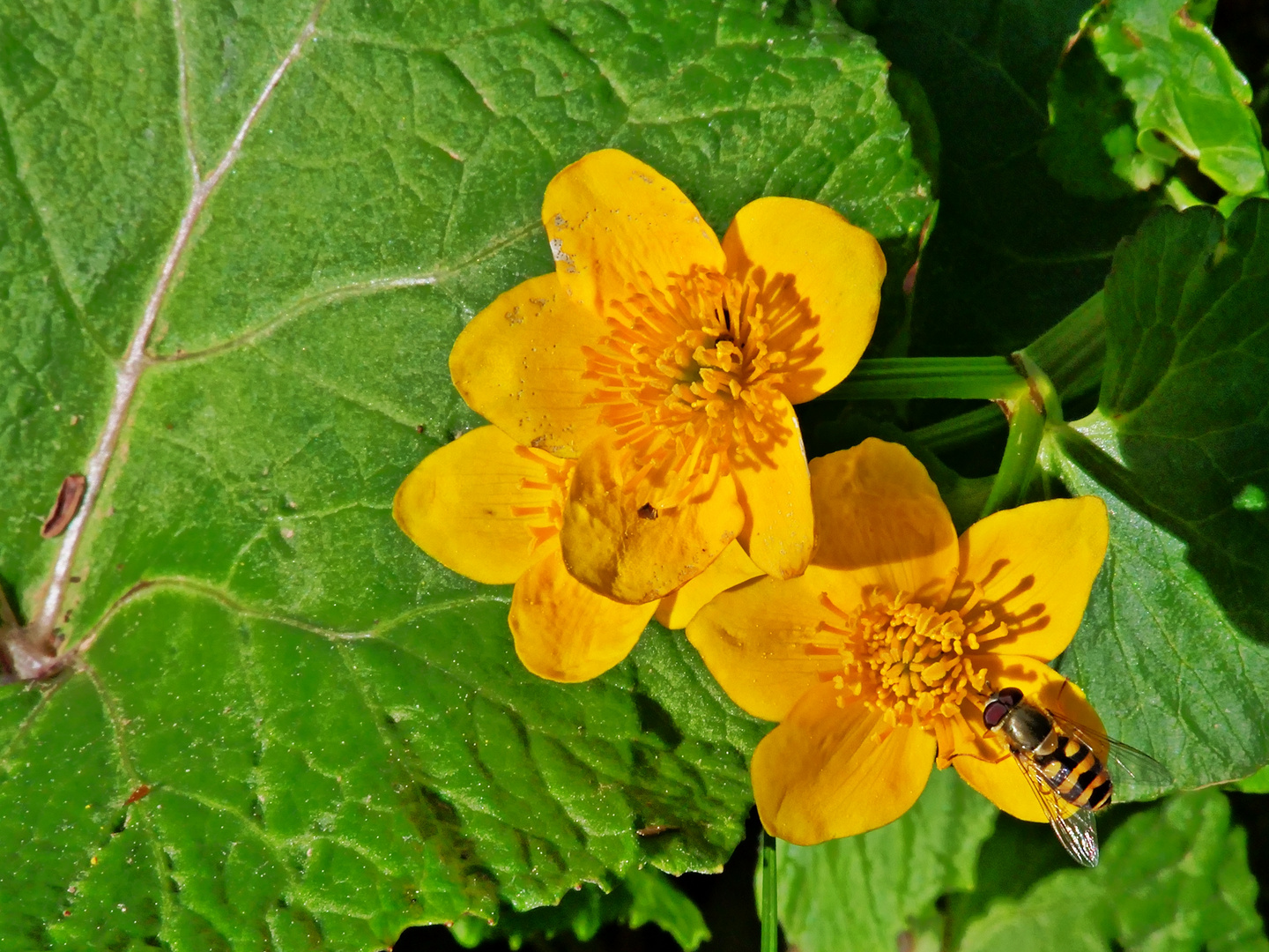 An der Sumpfdotterblume