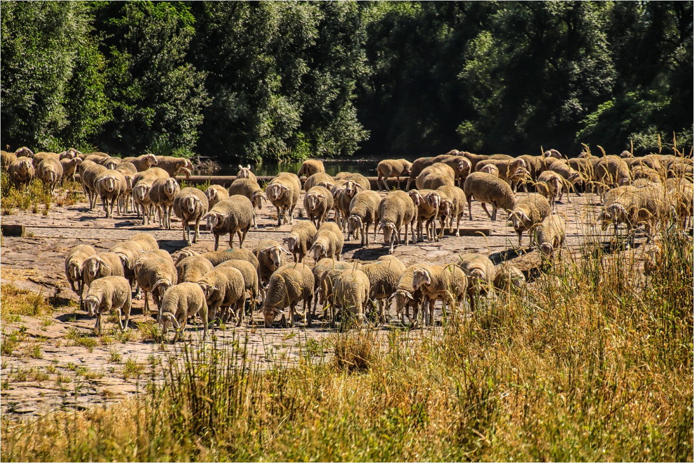 An der Tränke (1)