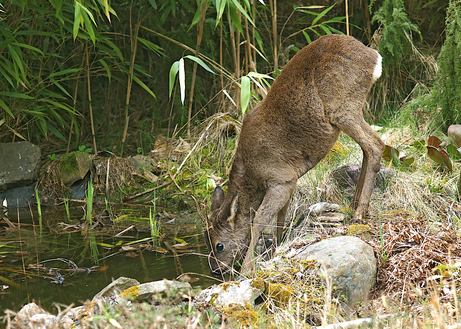 An der Tränke